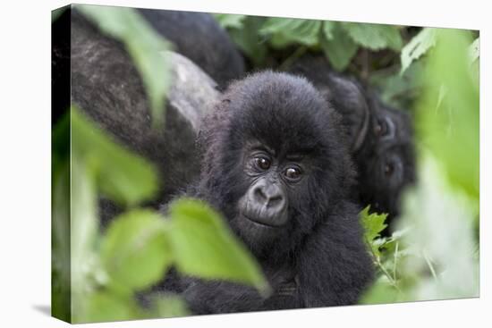 Africa, Rwanda, Volcanoes National Park. Young mountain gorilla portrait.-Ellen Goff-Stretched Canvas