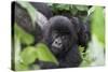 Africa, Rwanda, Volcanoes National Park. Young mountain gorilla portrait.-Ellen Goff-Stretched Canvas