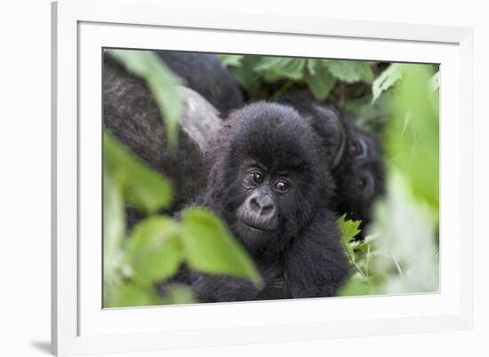 Africa, Rwanda, Volcanoes National Park. Young mountain gorilla portrait.-Ellen Goff-Framed Photographic Print