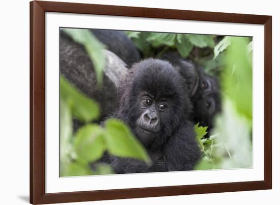 Africa, Rwanda, Volcanoes National Park. Young mountain gorilla portrait.-Ellen Goff-Framed Photographic Print