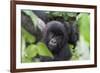 Africa, Rwanda, Volcanoes National Park. Young mountain gorilla portrait.-Ellen Goff-Framed Photographic Print