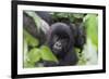 Africa, Rwanda, Volcanoes National Park. Young mountain gorilla portrait.-Ellen Goff-Framed Photographic Print