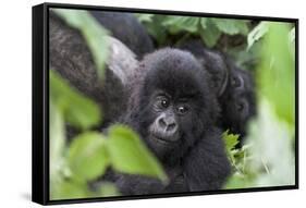 Africa, Rwanda, Volcanoes National Park. Young mountain gorilla portrait.-Ellen Goff-Framed Stretched Canvas