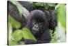 Africa, Rwanda, Volcanoes National Park. Young mountain gorilla portrait.-Ellen Goff-Stretched Canvas