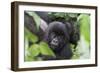 Africa, Rwanda, Volcanoes National Park. Young mountain gorilla portrait.-Ellen Goff-Framed Photographic Print