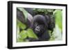 Africa, Rwanda, Volcanoes National Park. Young mountain gorilla portrait.-Ellen Goff-Framed Photographic Print