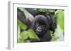 Africa, Rwanda, Volcanoes National Park. Young mountain gorilla portrait.-Ellen Goff-Framed Photographic Print