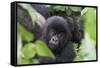 Africa, Rwanda, Volcanoes National Park. Young mountain gorilla portrait.-Ellen Goff-Framed Stretched Canvas