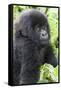 Africa, Rwanda, Volcanoes National Park. Young mountain gorilla portrait.-Ellen Goff-Framed Stretched Canvas