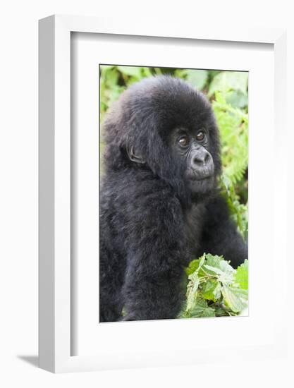 Africa, Rwanda, Volcanoes National Park. Young mountain gorilla portrait.-Ellen Goff-Framed Photographic Print