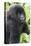 Africa, Rwanda, Volcanoes National Park. Young mountain gorilla portrait.-Ellen Goff-Stretched Canvas