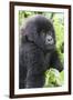 Africa, Rwanda, Volcanoes National Park. Young mountain gorilla portrait.-Ellen Goff-Framed Photographic Print