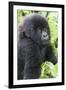 Africa, Rwanda, Volcanoes National Park. Young mountain gorilla portrait.-Ellen Goff-Framed Photographic Print