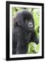 Africa, Rwanda, Volcanoes National Park. Young mountain gorilla portrait.-Ellen Goff-Framed Photographic Print