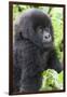 Africa, Rwanda, Volcanoes National Park. Young mountain gorilla portrait.-Ellen Goff-Framed Photographic Print