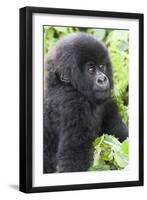 Africa, Rwanda, Volcanoes National Park. Young mountain gorilla portrait.-Ellen Goff-Framed Premium Photographic Print