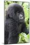 Africa, Rwanda, Volcanoes National Park. Young mountain gorilla portrait.-Ellen Goff-Mounted Premium Photographic Print