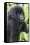 Africa, Rwanda, Volcanoes National Park. Young mountain gorilla portrait.-Ellen Goff-Framed Stretched Canvas