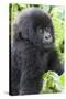 Africa, Rwanda, Volcanoes National Park. Young mountain gorilla portrait.-Ellen Goff-Stretched Canvas