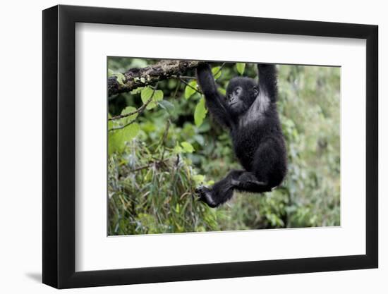 Africa, Rwanda, Volcanoes National Park. Young mountain gorilla swinging from a branch.-Ellen Goff-Framed Premium Photographic Print