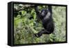 Africa, Rwanda, Volcanoes National Park. Young mountain gorilla swinging from a branch.-Ellen Goff-Framed Stretched Canvas