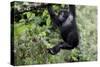 Africa, Rwanda, Volcanoes National Park. Young mountain gorilla swinging from a branch.-Ellen Goff-Stretched Canvas
