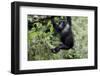 Africa, Rwanda, Volcanoes National Park. Young mountain gorilla swinging from a branch.-Ellen Goff-Framed Photographic Print