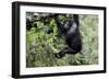 Africa, Rwanda, Volcanoes National Park. Young mountain gorilla swinging from a branch.-Ellen Goff-Framed Photographic Print