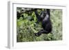 Africa, Rwanda, Volcanoes National Park. Young mountain gorilla swinging from a branch.-Ellen Goff-Framed Photographic Print