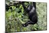 Africa, Rwanda, Volcanoes National Park. Young mountain gorilla swinging from a branch.-Ellen Goff-Mounted Photographic Print