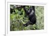 Africa, Rwanda, Volcanoes National Park. Young mountain gorilla swinging from a branch.-Ellen Goff-Framed Photographic Print