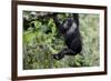 Africa, Rwanda, Volcanoes National Park. Young mountain gorilla swinging from a branch.-Ellen Goff-Framed Photographic Print