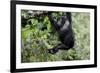 Africa, Rwanda, Volcanoes National Park. Young mountain gorilla swinging from a branch.-Ellen Goff-Framed Photographic Print