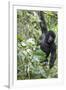 Africa, Rwanda, Volcanoes National Park. Young mountain gorilla swinging from a branch.-Ellen Goff-Framed Photographic Print
