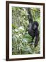 Africa, Rwanda, Volcanoes National Park. Young mountain gorilla swinging from a branch.-Ellen Goff-Framed Photographic Print