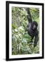 Africa, Rwanda, Volcanoes National Park. Young mountain gorilla swinging from a branch.-Ellen Goff-Framed Photographic Print