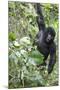 Africa, Rwanda, Volcanoes National Park. Young mountain gorilla swinging from a branch.-Ellen Goff-Mounted Photographic Print