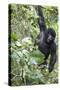 Africa, Rwanda, Volcanoes National Park. Young mountain gorilla swinging from a branch.-Ellen Goff-Stretched Canvas