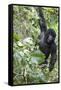 Africa, Rwanda, Volcanoes National Park. Young mountain gorilla swinging from a branch.-Ellen Goff-Framed Stretched Canvas