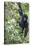 Africa, Rwanda, Volcanoes National Park. Young mountain gorilla swinging from a branch.-Ellen Goff-Stretched Canvas