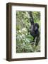 Africa, Rwanda, Volcanoes National Park. Young mountain gorilla swinging from a branch.-Ellen Goff-Framed Photographic Print