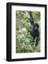 Africa, Rwanda, Volcanoes National Park. Young mountain gorilla swinging from a branch.-Ellen Goff-Framed Photographic Print