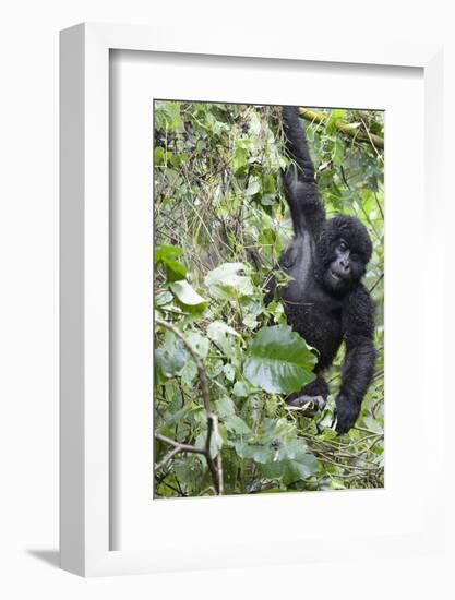 Africa, Rwanda, Volcanoes National Park. Young mountain gorilla swinging from a branch.-Ellen Goff-Framed Photographic Print