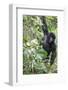 Africa, Rwanda, Volcanoes National Park. Young mountain gorilla swinging from a branch.-Ellen Goff-Framed Photographic Print