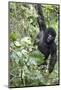 Africa, Rwanda, Volcanoes National Park. Young mountain gorilla swinging from a branch.-Ellen Goff-Mounted Photographic Print