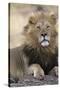 Africa's King-Susann Parker-Stretched Canvas