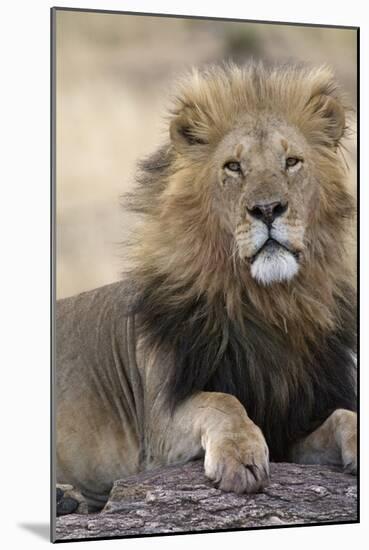 Africa's King-Susann Parker-Mounted Photographic Print