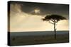 Africa Savannah-null-Stretched Canvas