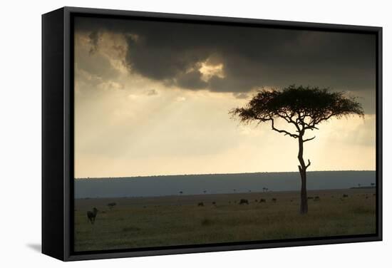 Africa Savannah-null-Framed Stretched Canvas