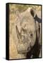 Africa, South Africa. Close-Up of Rhinoceros-Jaynes Gallery-Framed Stretched Canvas